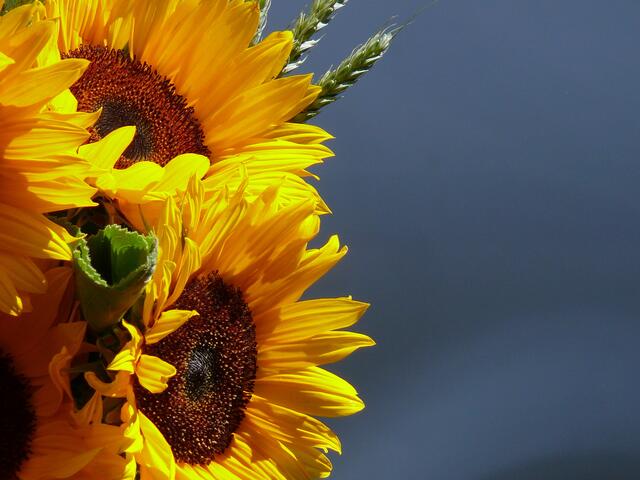 Der Sommer kommt bestimmt!