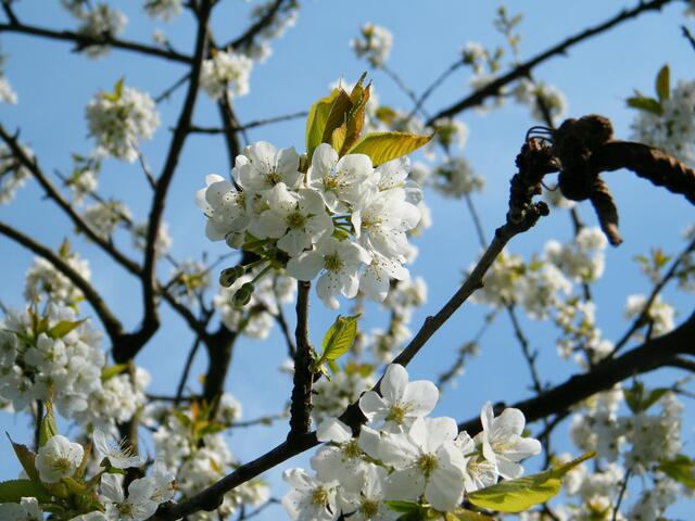 unsere Kirsche in voller Blüte