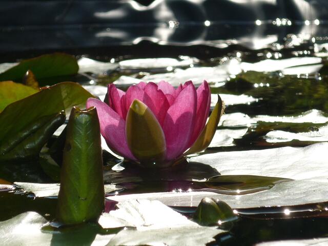 meine Lieblings-Seerose im Teich