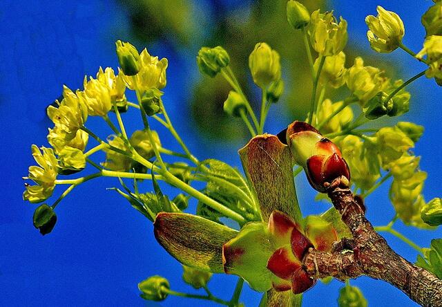 Knospen und Blüten