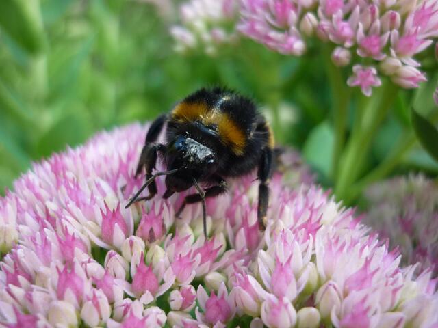 fette Hummel :)