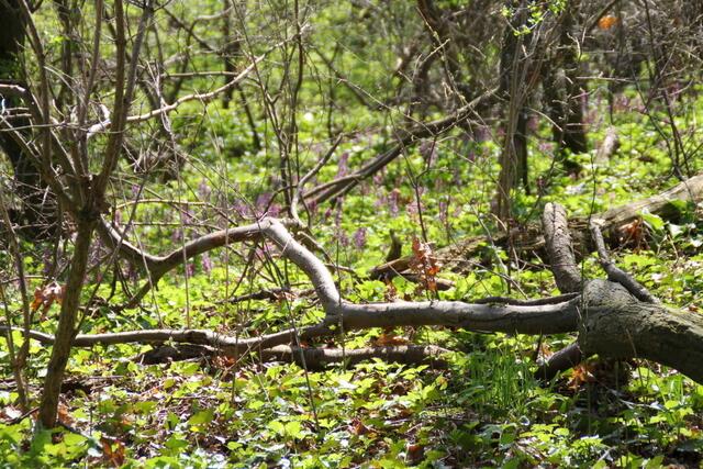 ... das Grün übernimmt die Macht im Wald ...