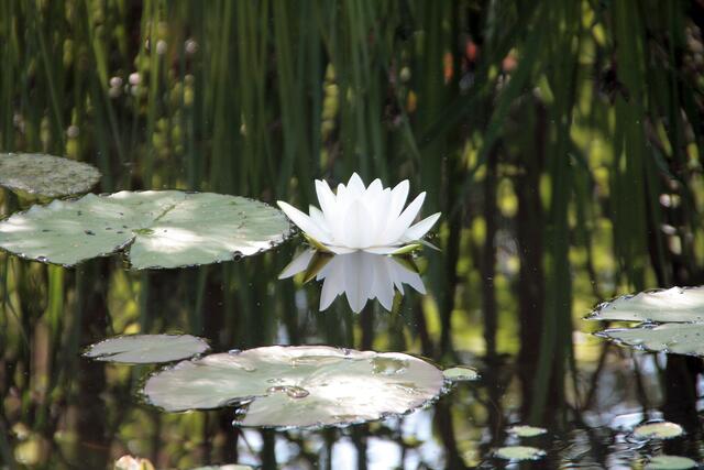 Dank des Spiegelbildes kann man sich an der Seerose gleich doppelt erfreuen  :-)