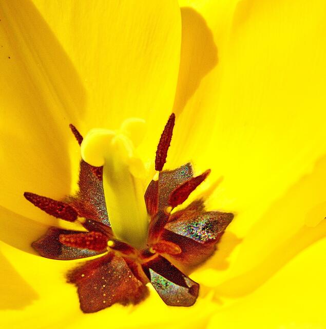 Tulpenausschnitt