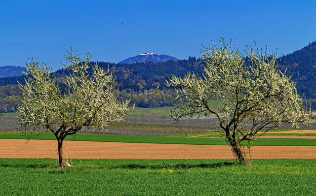 Blick auf den Schwarzwald mit Belchen