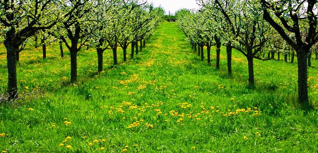 Blühende Obstwiese