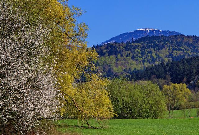 Unten ist Frühling, oben auf dem Belchen ist der Gipfel noch im Schnee
