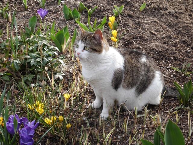 unsere Katze im Beet