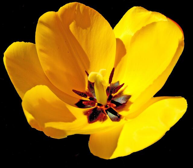 Geöffnete Tulpe
