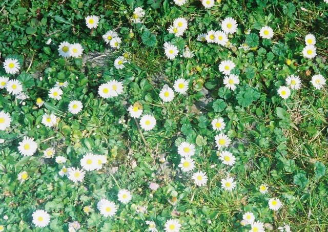 Gänseblümchen!