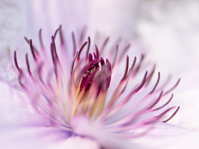 Clematis am Zaun