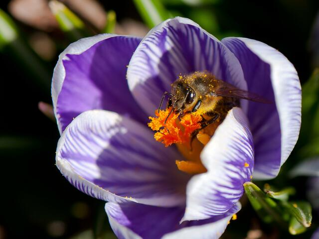 mein schönster Platz an der Sonne ist im Krokus