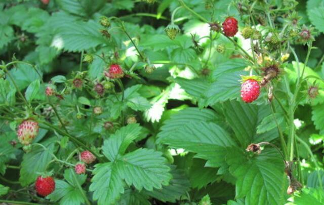 Walderdbeeren in meinem Garten!