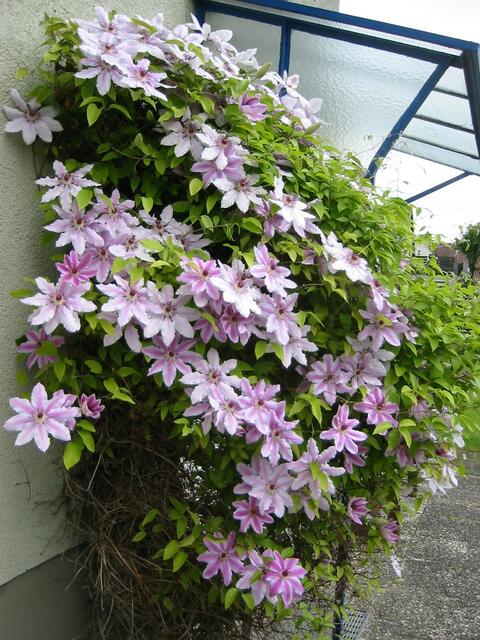 blühende Clematis