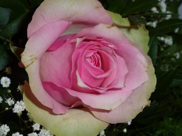 Königin der Blumen!!