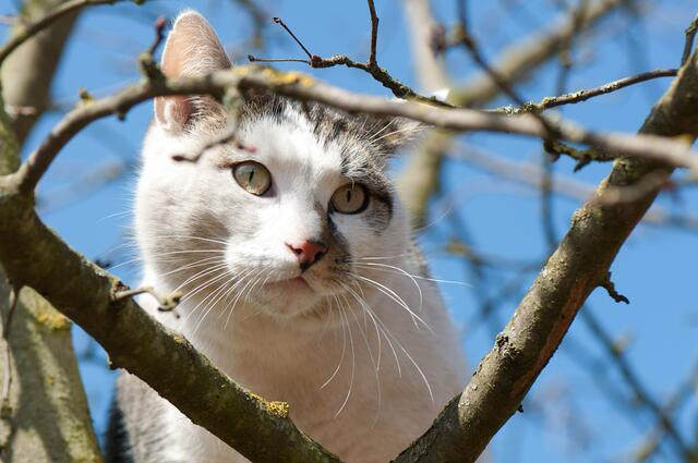 mein schönster Platz an der Sonne ist oben im Baum