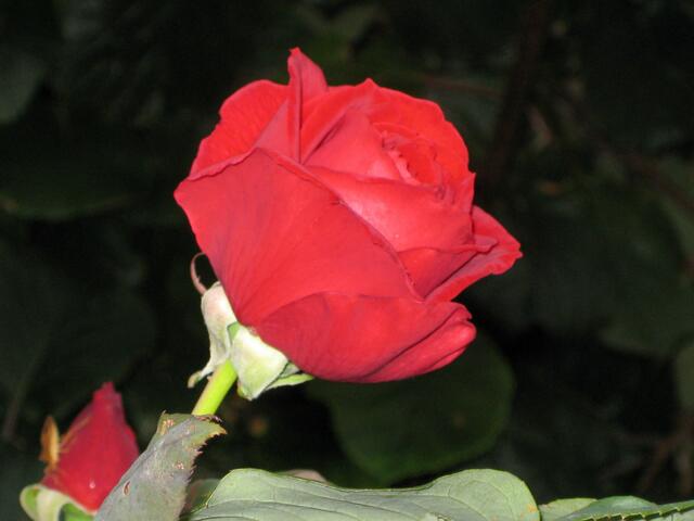 eine Rose, immer wieder ein Augenschmaus
