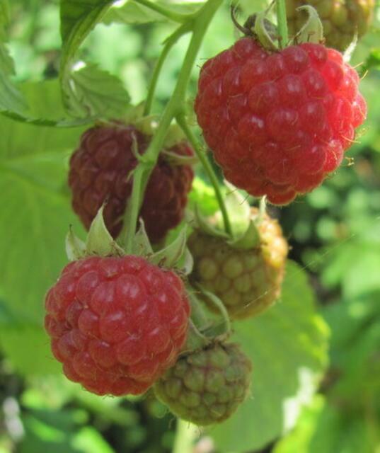 In der Sonne gereift, lecker!!!