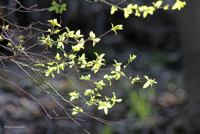 Irgendwo im Wald im Sonnenlicht.