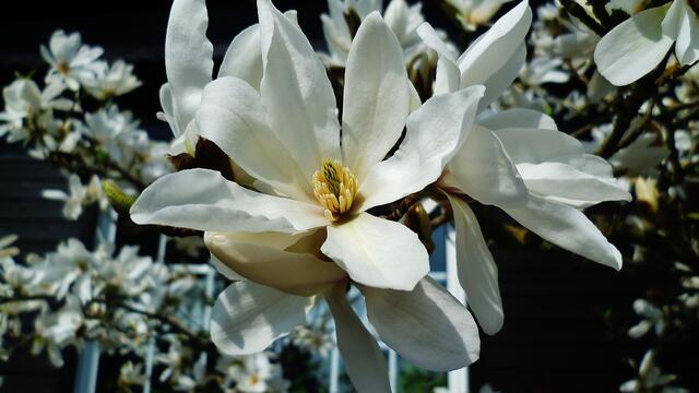 Magnolienblüte in Nebra am 25.4.2013 !