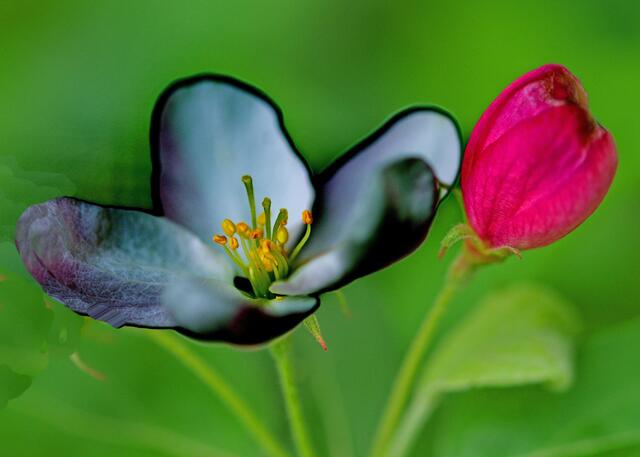 Blüte und Knospe 2