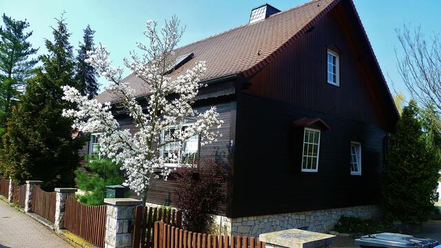 Magnolienblüte in Nebra am 25.4.2013 !