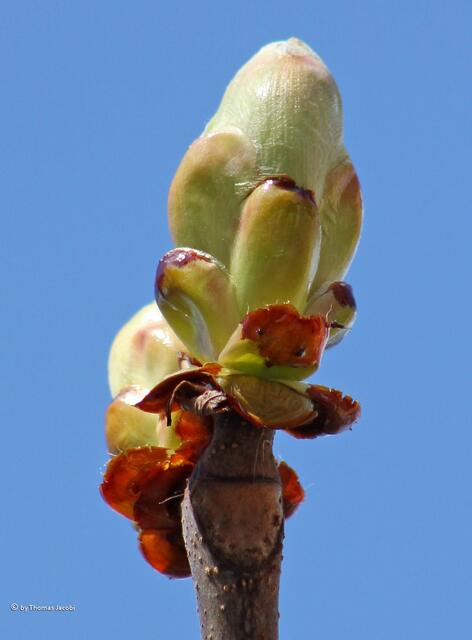 Diese Knospen...