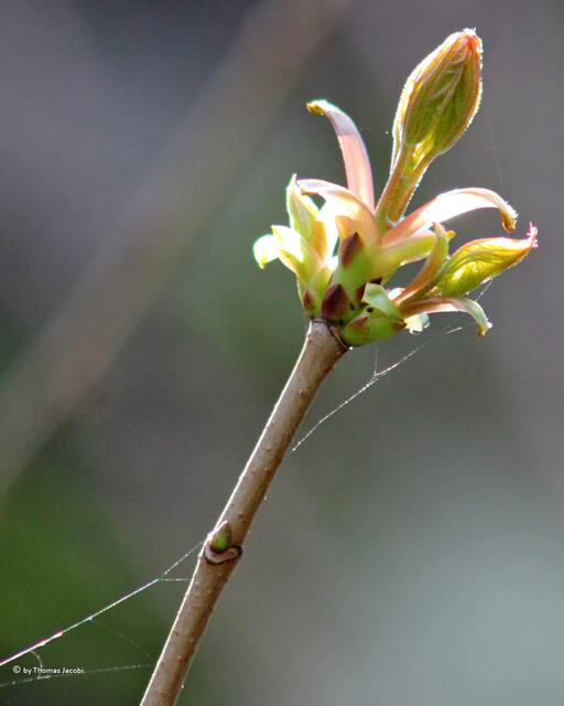 Am seidenen Faden zeigte sich diese Blüte.