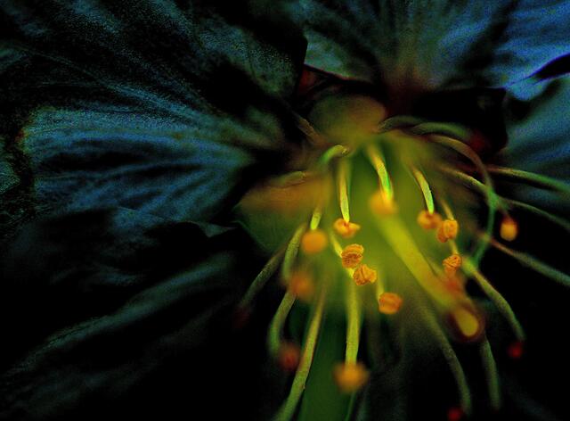 Phantasia, eine Fanftasie-Blüte