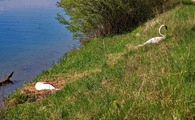 Nesthocker, ein Schwanennest am Rhein bei Breisach,der Partner bewacht und beschützt den Brüter, das Nest ist direkt am Ufer-Radweg
