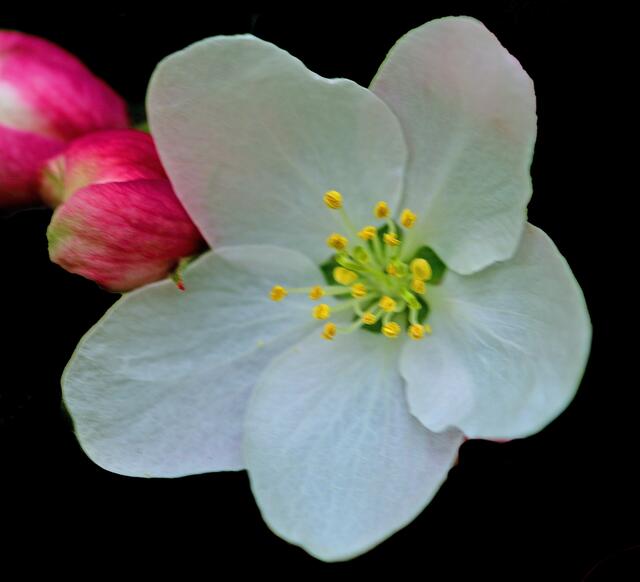 Blüte und Knospe 3