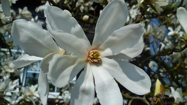 Magnolienblüte in Nebra am 25.4.2013 !