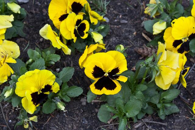 Sagte ich es schon? Frühling!!