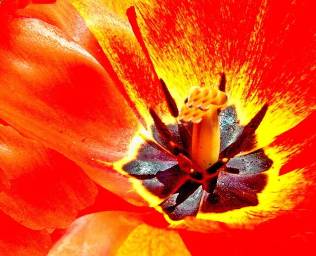 Ein Tulpenmakro