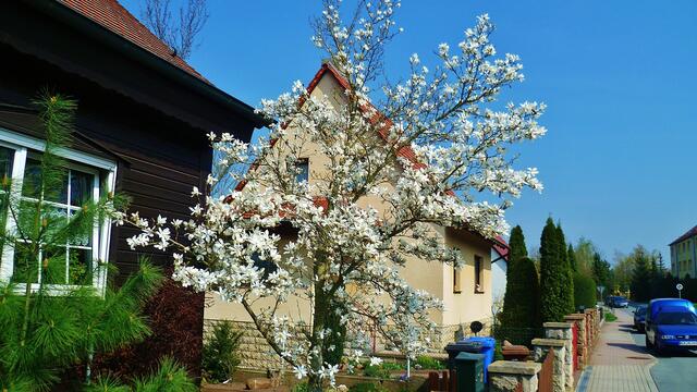 Magnolienblüte in Nebra am 25.4.2013 !