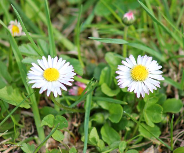 Und dann diese zwei Augen in einer Wiese. Sogar eine Nase kann man erkennen. :-))