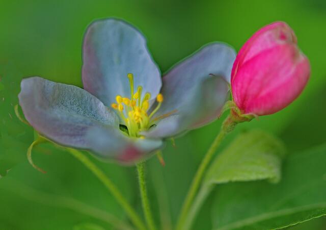 Blüte und Knospe