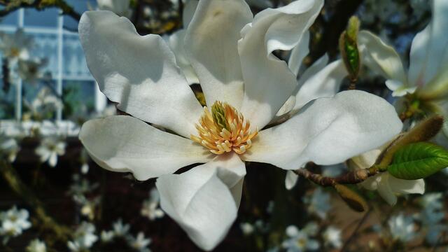 Magnolienblüte in Nebra am 25.4.2013 !