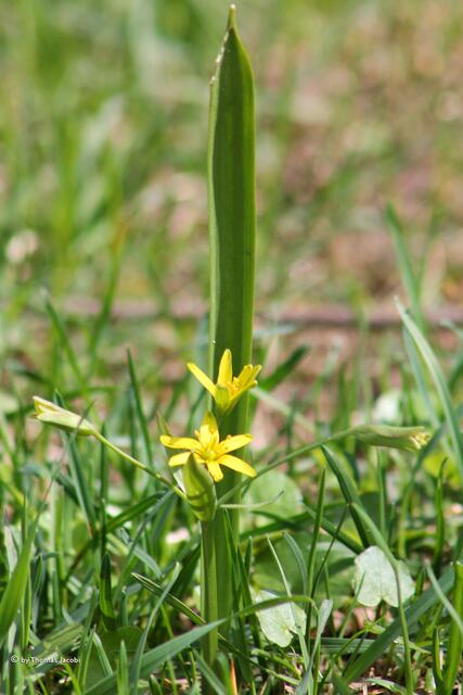 Gras. Die kleinen gelben Dinger waren höchsten einen Zentimeter im Durchmesser.