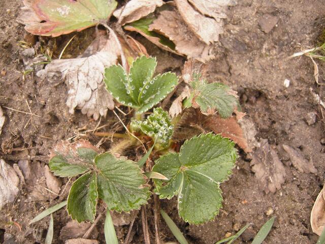 17.04.13 Erdbeerpflanze