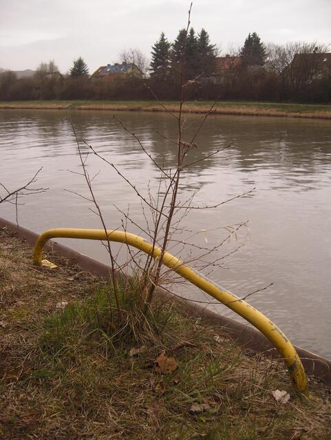 17.04.13  Noch unscheinbar am Wegesrand