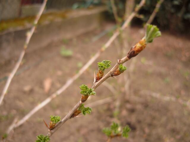 17.04.13 Stachelbeere