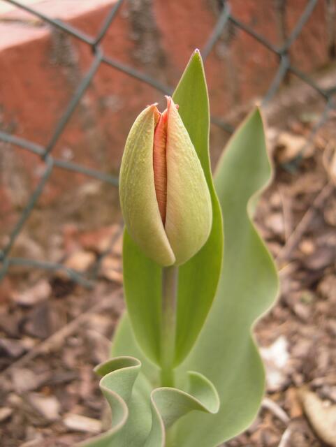 17.04.13 geschlossene Tulpe