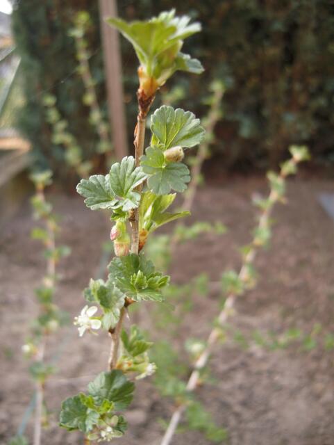 26.04.13 Stachelbeere mit Blüte