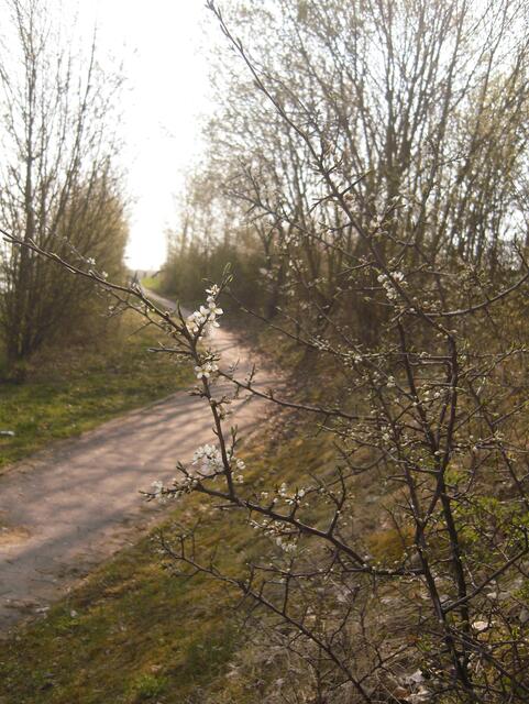 26.04.13 auch an dieser Weg erwacht zaghaft