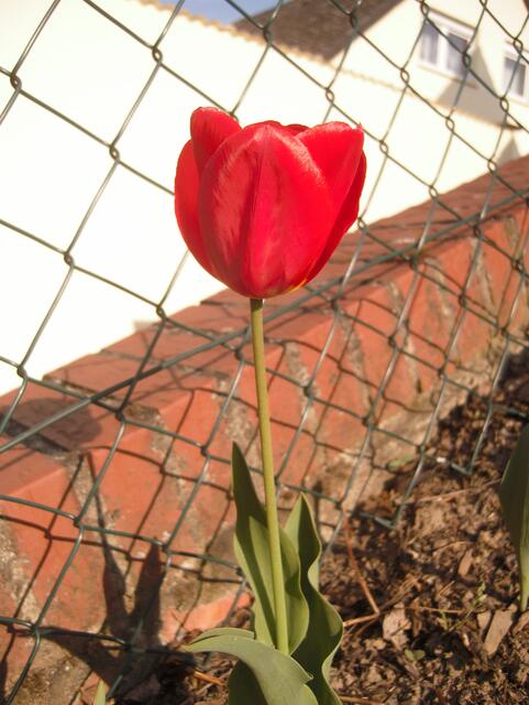 26.04.13 Tulpenblüte