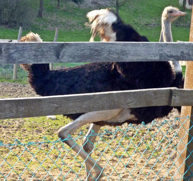 "Dann muss ich eben weg von hier"