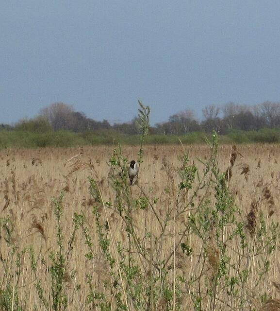 Welcher Vogel ist das?