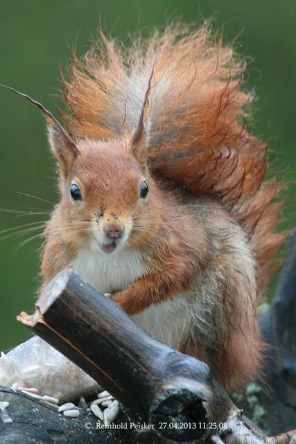 Ich bin's nur,das Eichhörnchen.