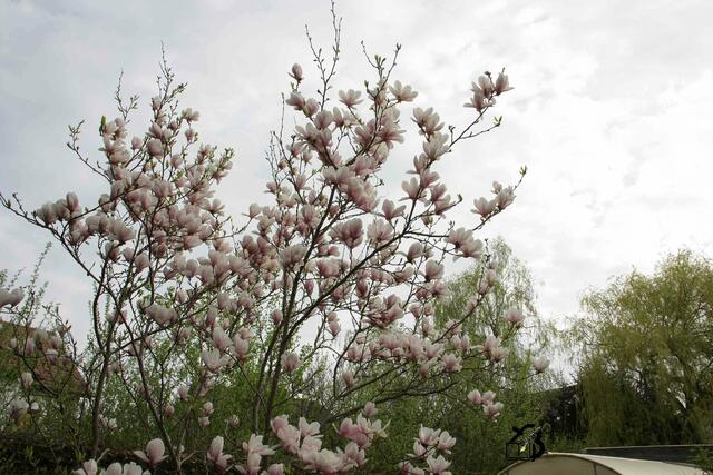 20130428-Sonntagsbilder-17-Magnolie-Blüten